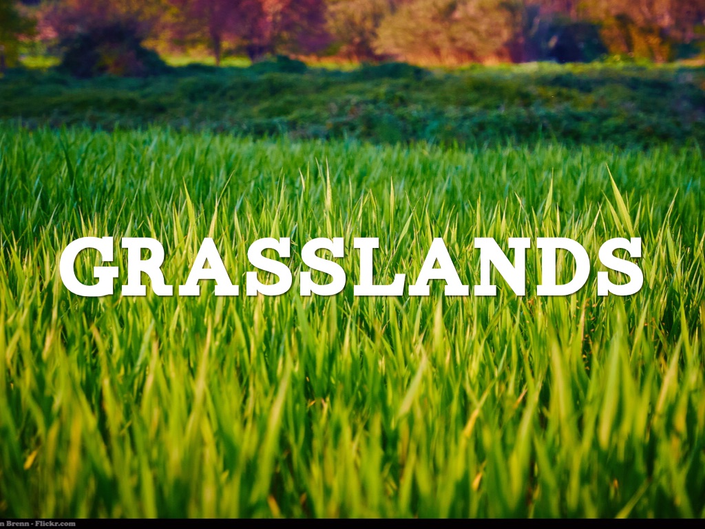 Biomes: Grasslands