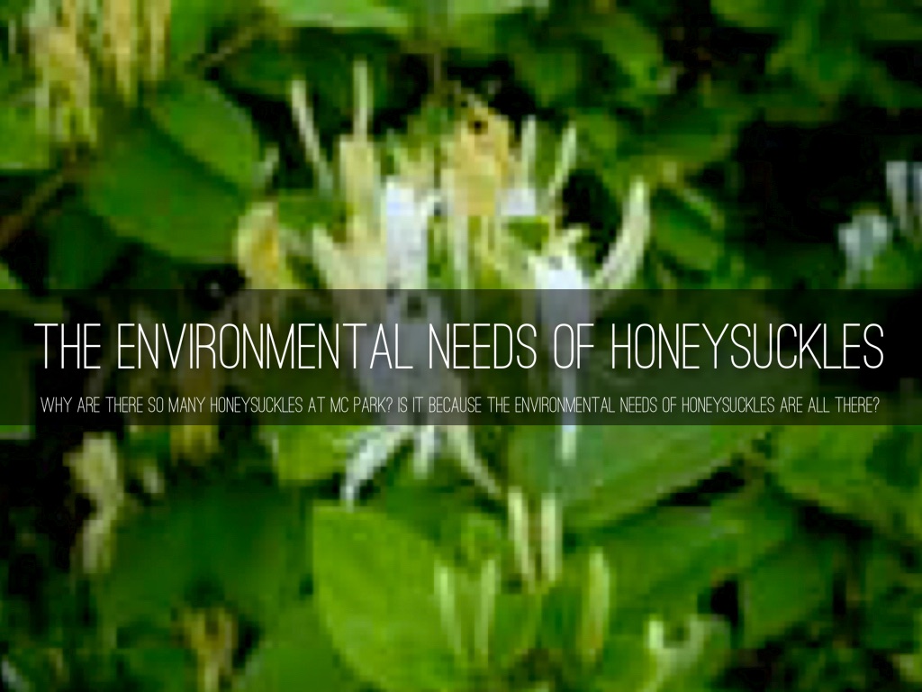 wildlife and wetlands