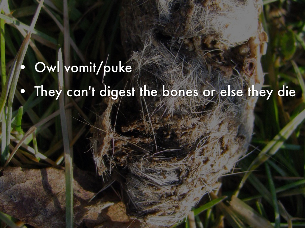 Owl Presentation by nceggers