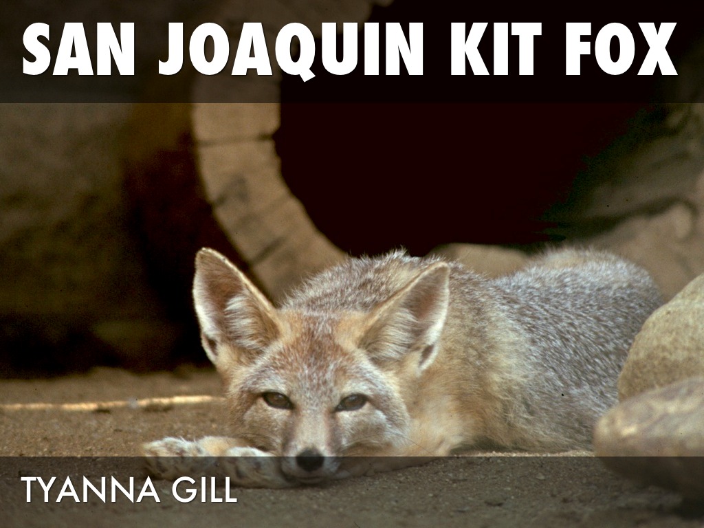 San Joaquin Kit Fox