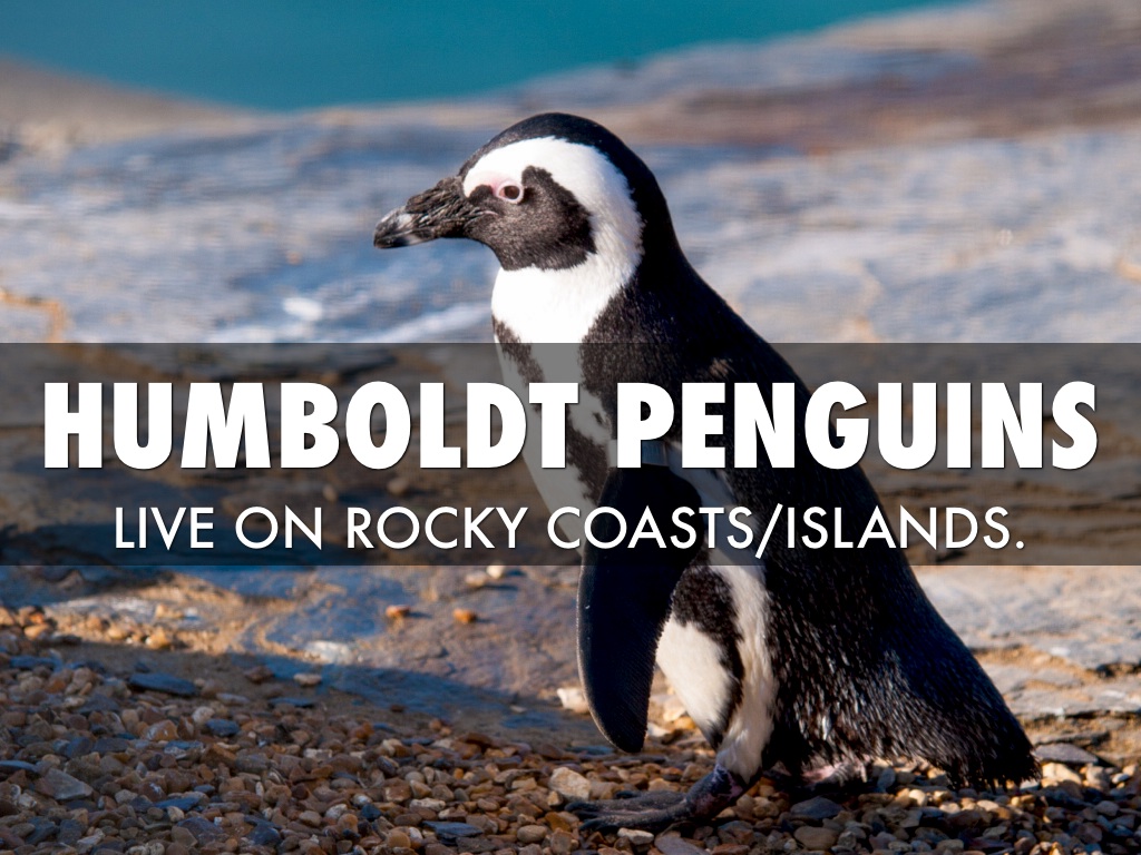 Humboldt Penguins Habitat by Valerie Larpenteur