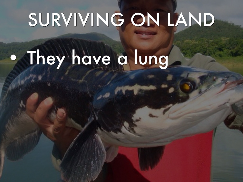 Snakeheads by Chris Pratt