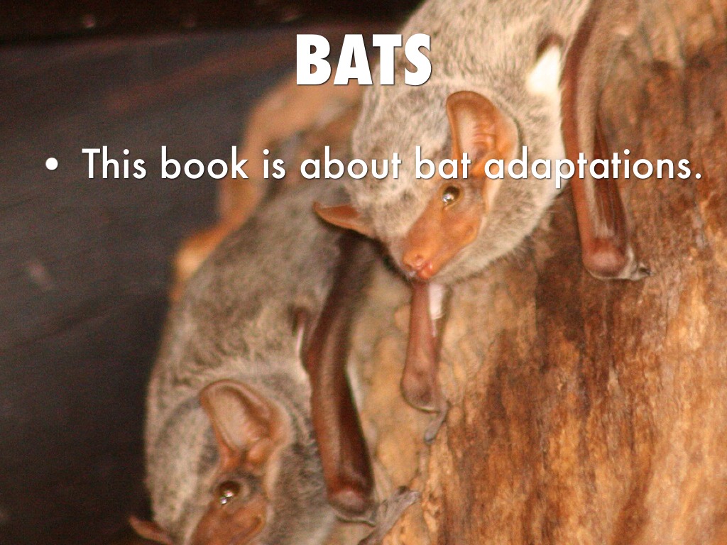 Presentation By Rob by Summer Lee