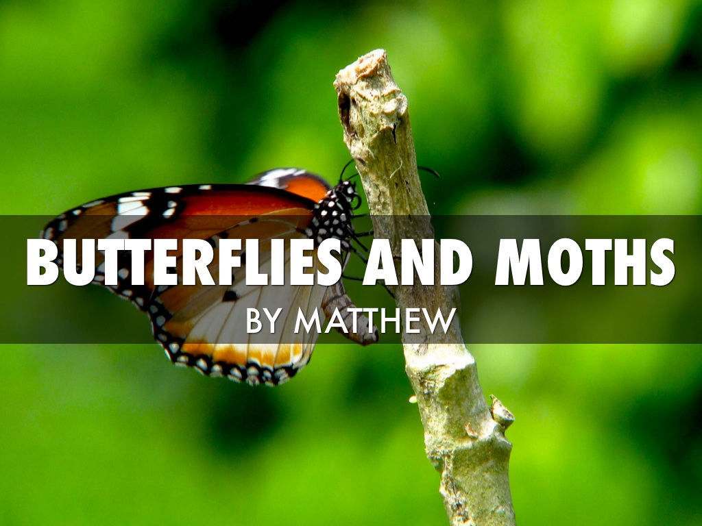 Difference From A Butterfly And Moth 