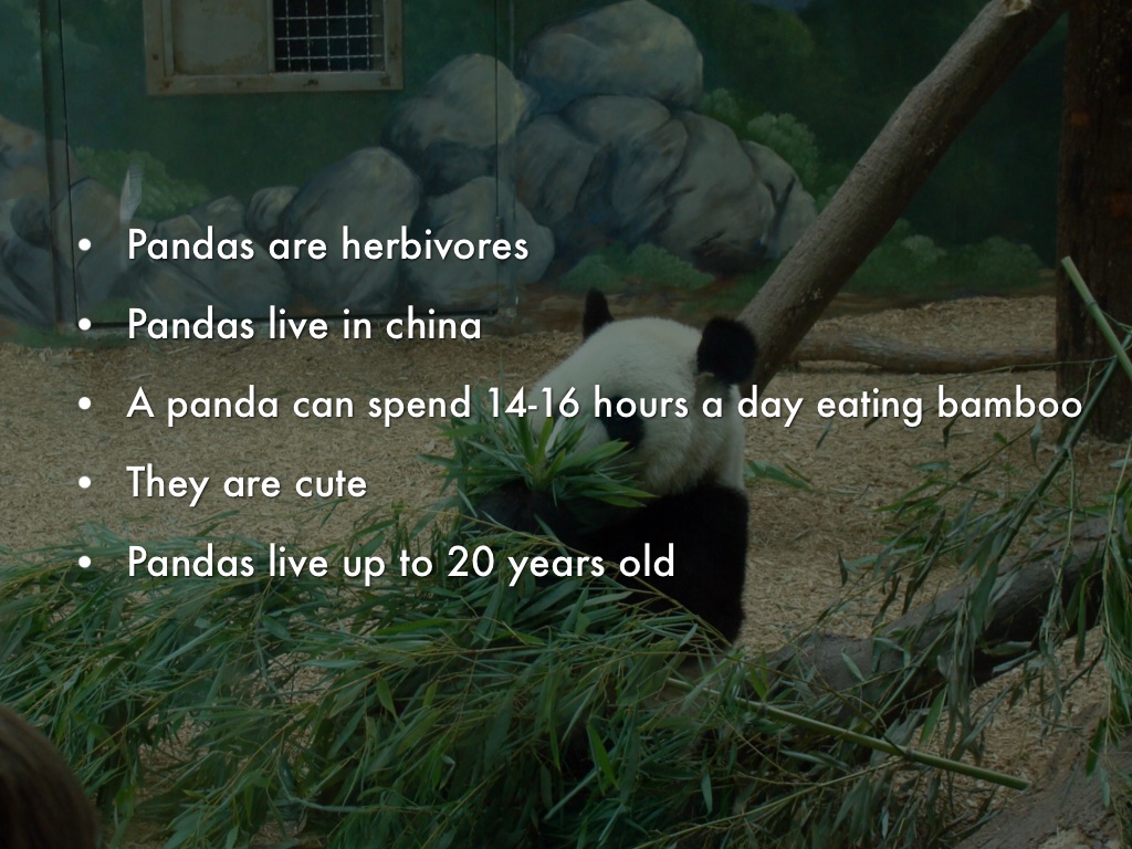Ben's Pandas