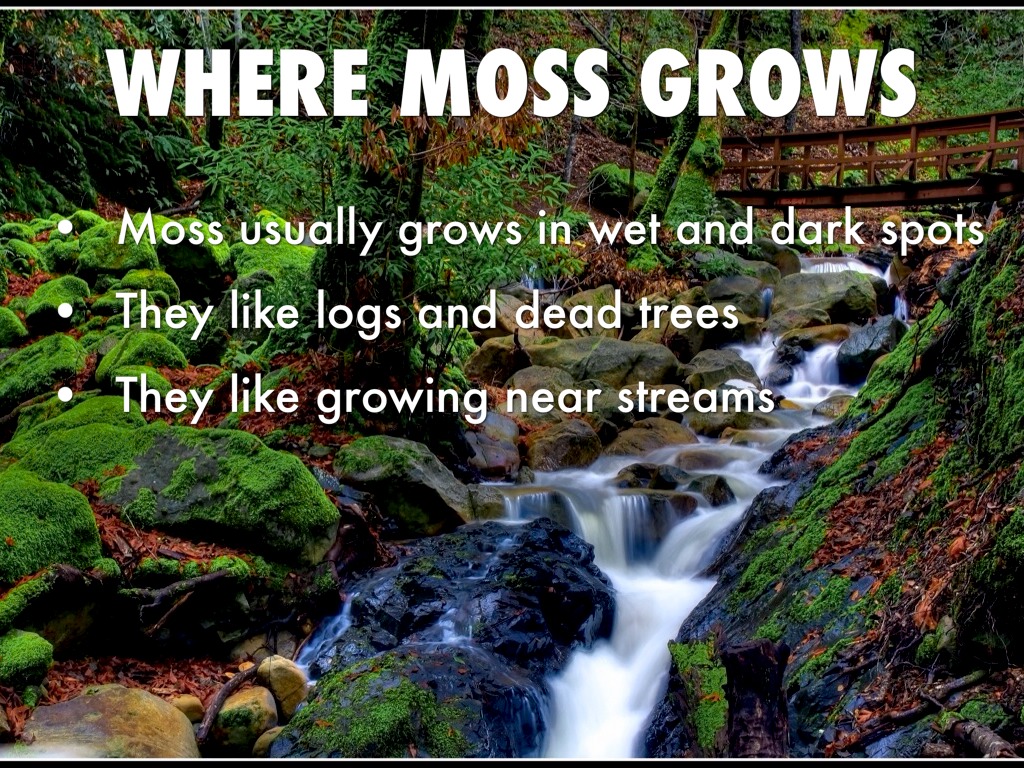 Where Can Moss Grow by Josiah Jasso