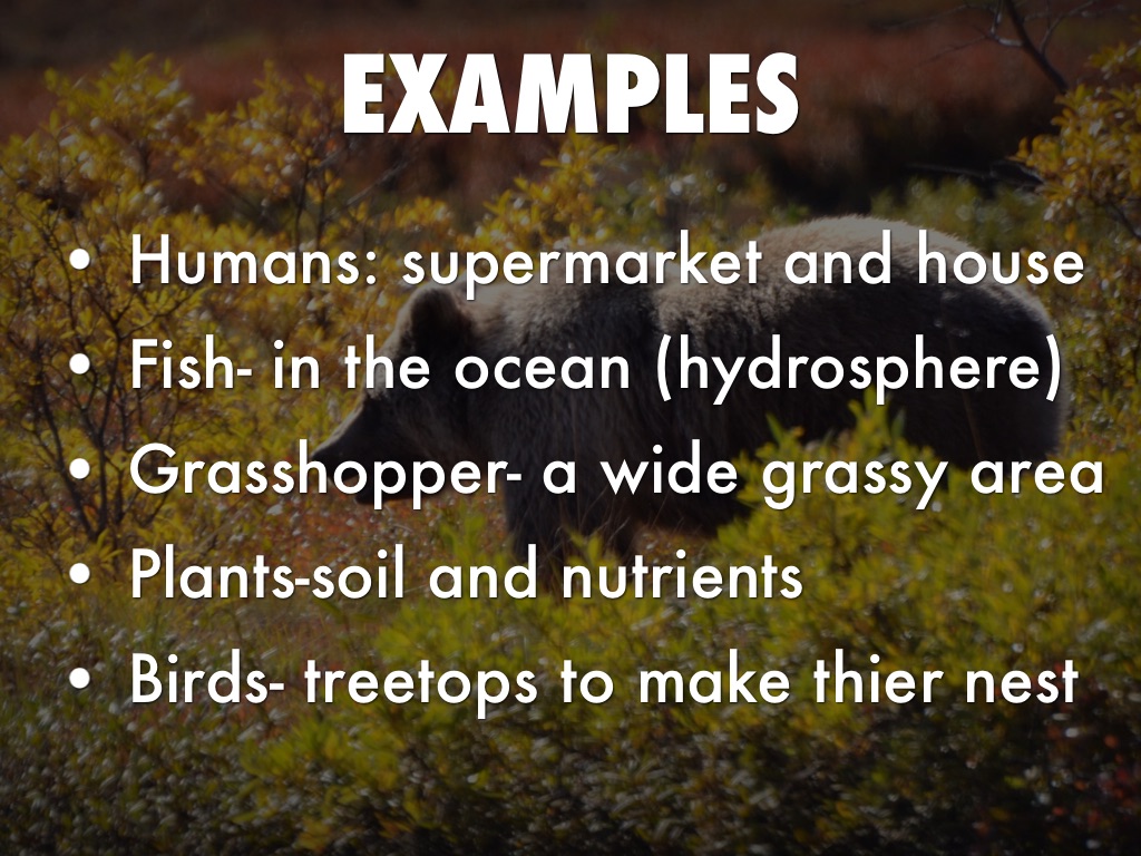 Habitat v.s. Ecosystem by Charlotte Mintzer