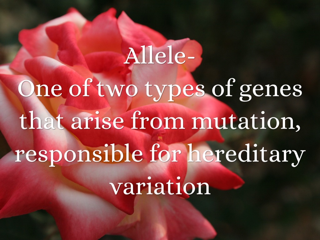 Genetics Vocabulary by Raven Drake