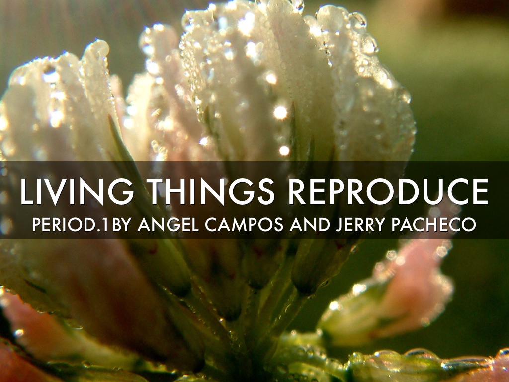 Angel And Jerry Project 