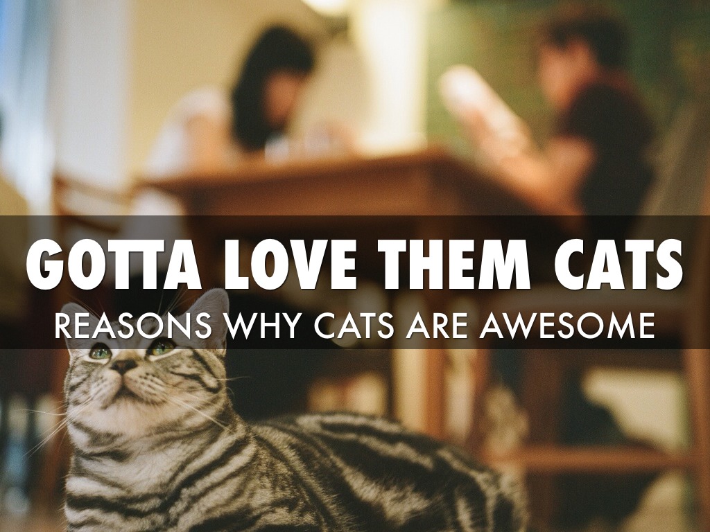 Gotta Love Them Cats.