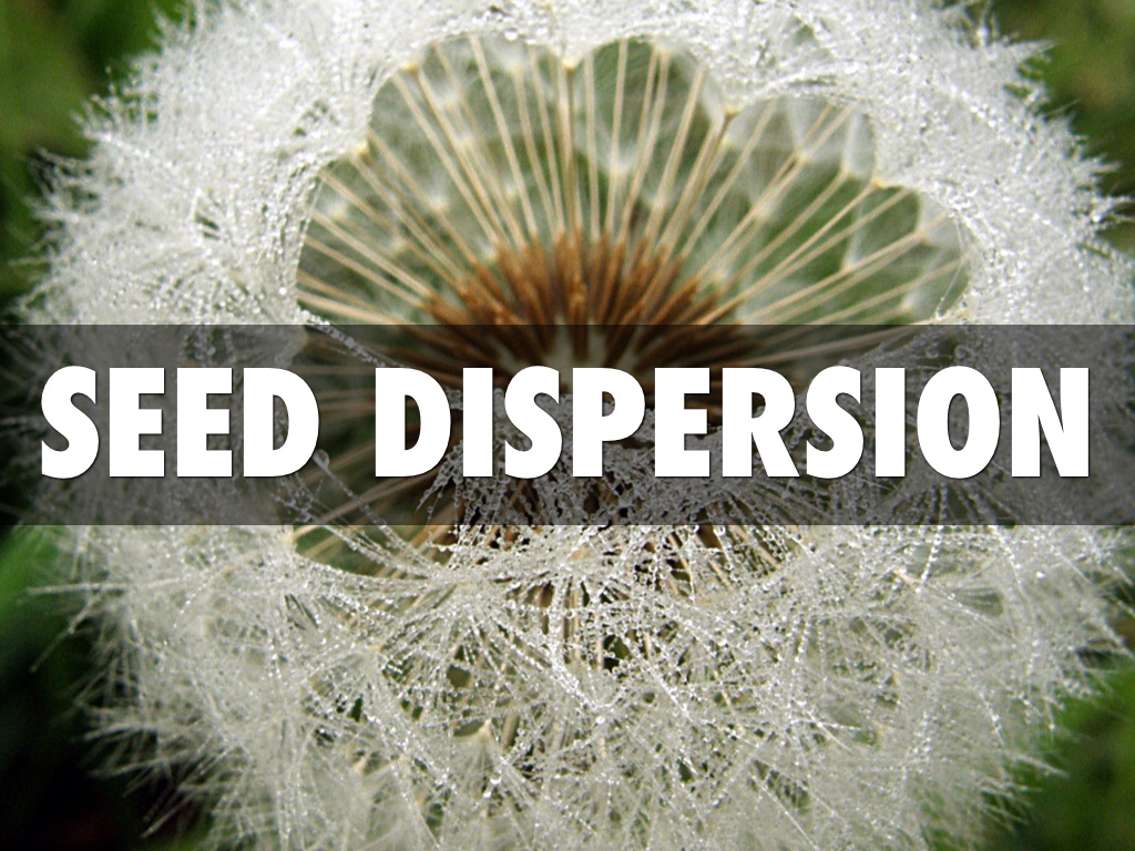 Seed Dispersion by Abby Lamison