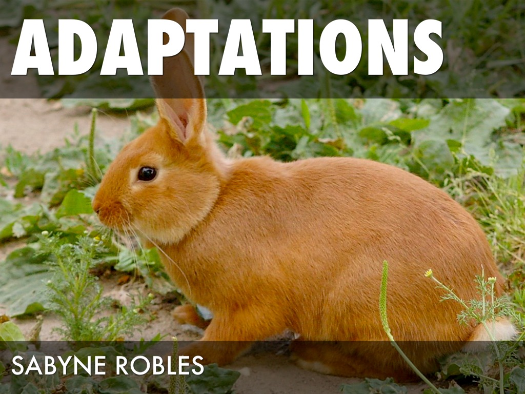 Adaptations