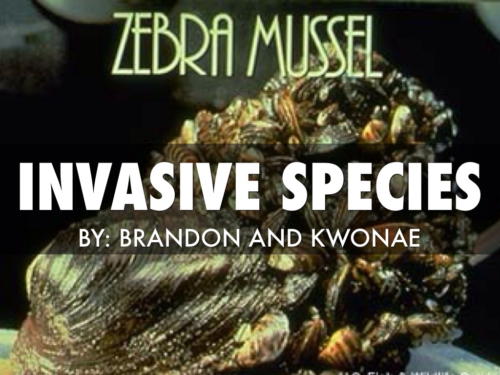 Zebra Mussels 