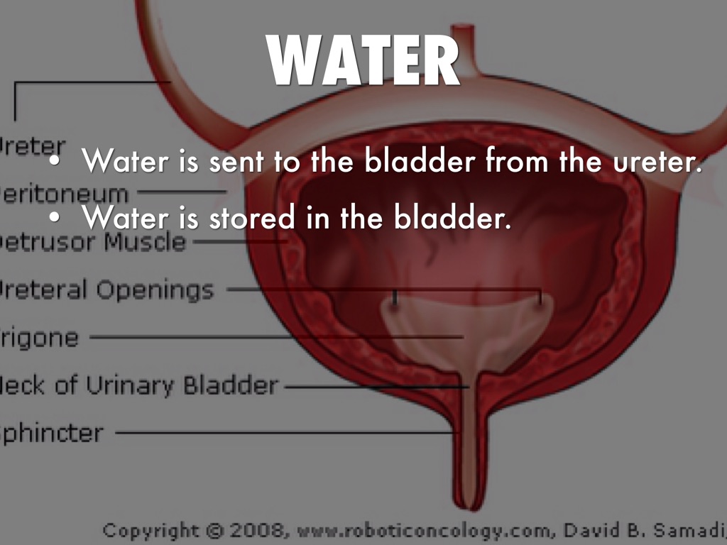 Travel Through The Urinary System by Caleb Forrest