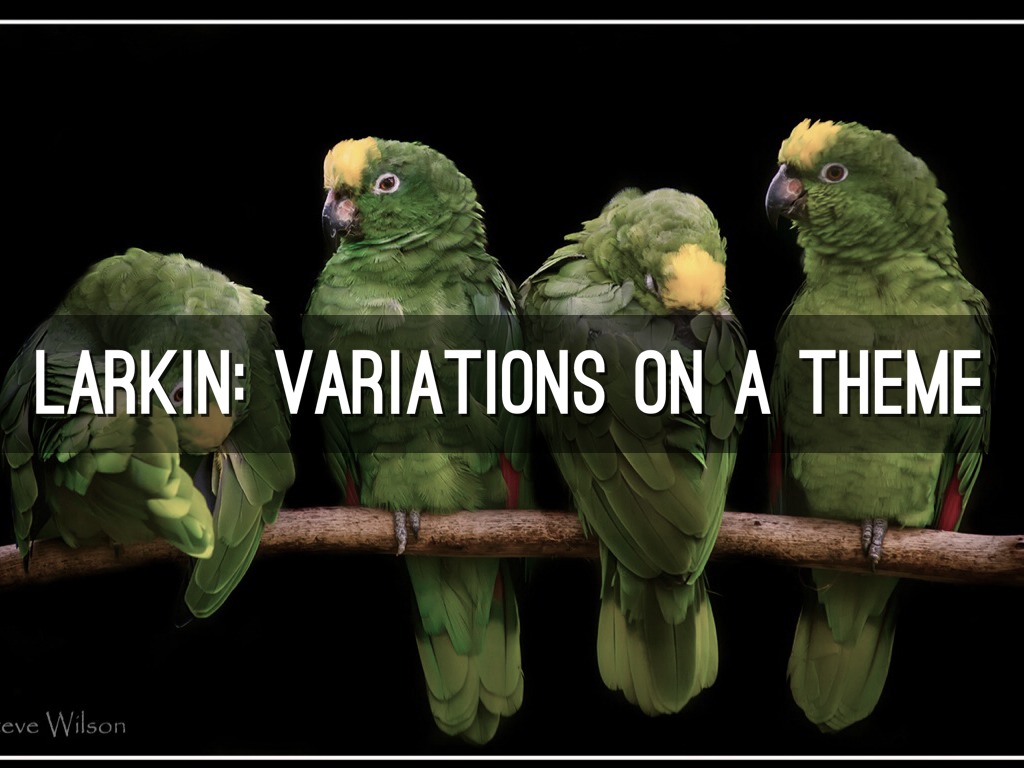 Copy of Larkin: No Ordinary Bird