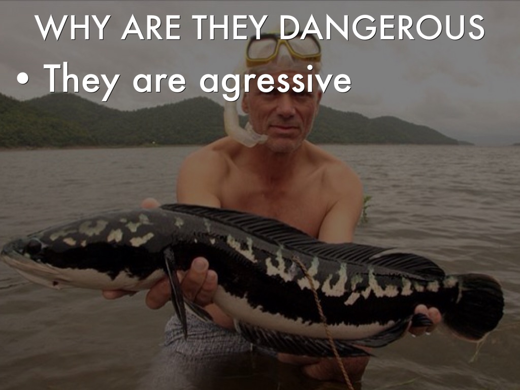 Snakeheads by Chris Pratt