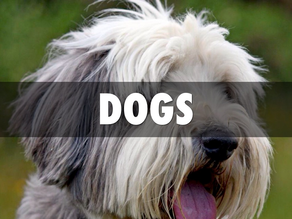Dogs