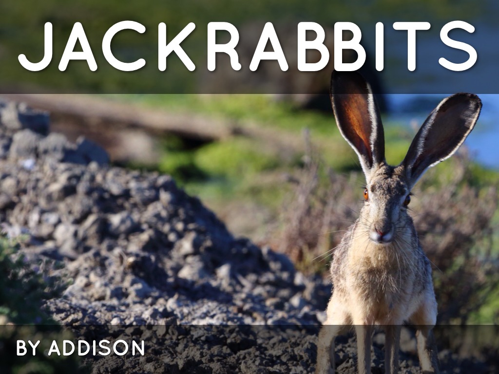 Jackrabbits