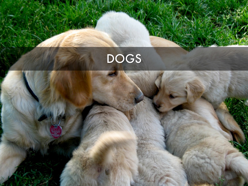 Dogs