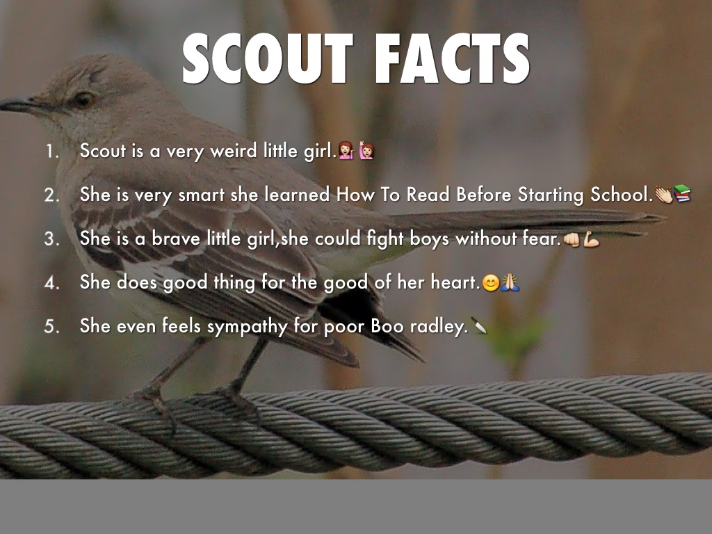 Scout