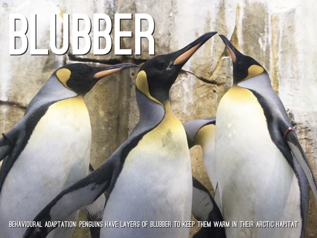 Animal Adaptations by Janice Novakowski