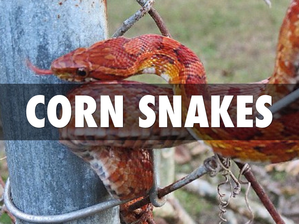 Corn Snakes