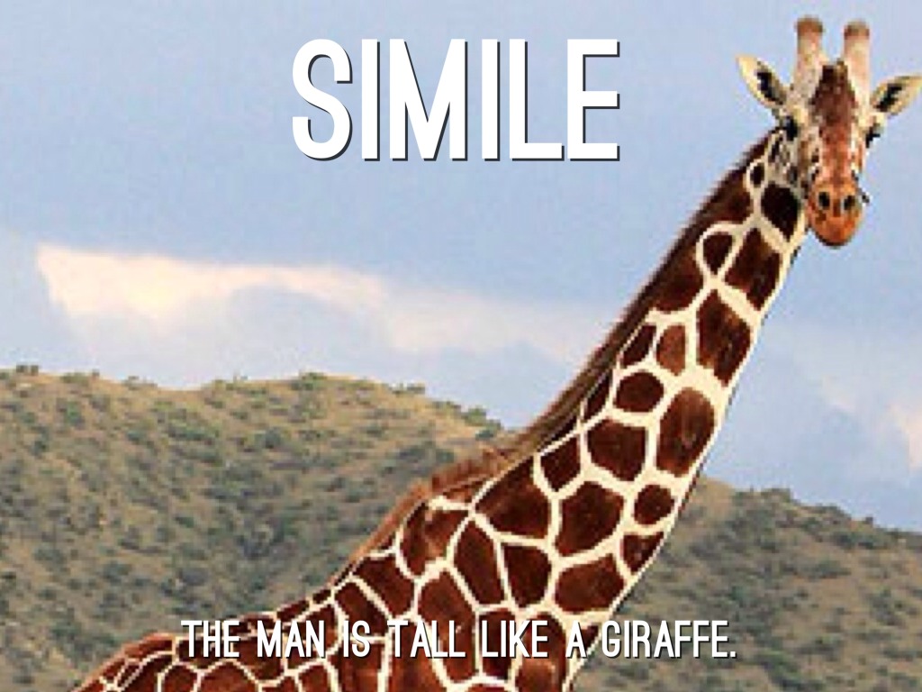 Giraf population. Giraffe is tall. Tall animals. Жираф среди деревьев. The giraffe is the tallest animal.