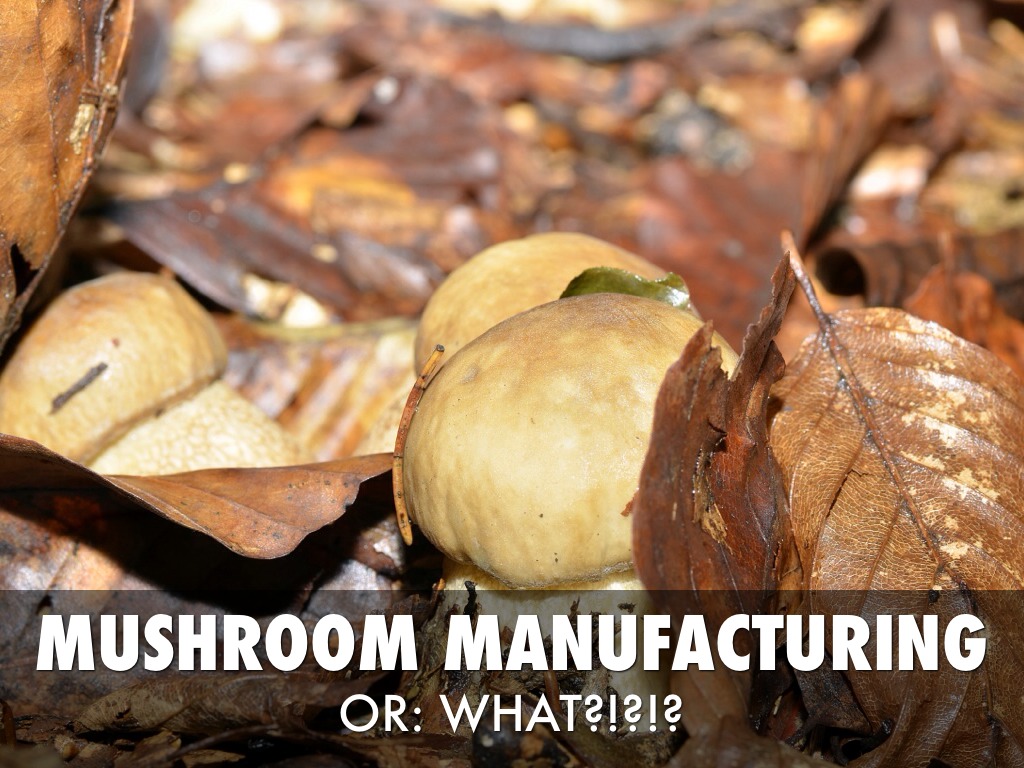 Mushroom Manufacturing