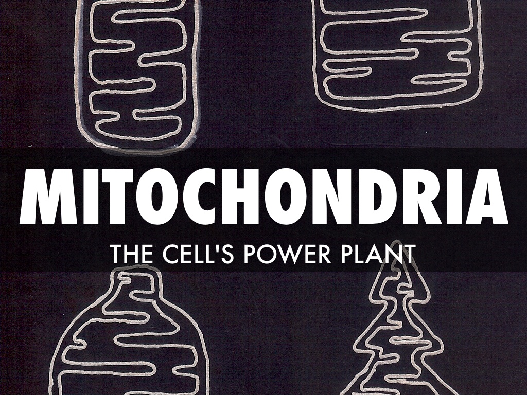 Mitochondria