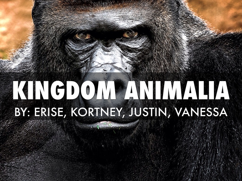 Kingdom Animalia