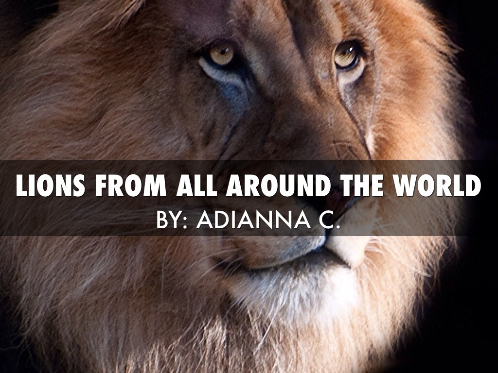 Asland And Real Lion Facts