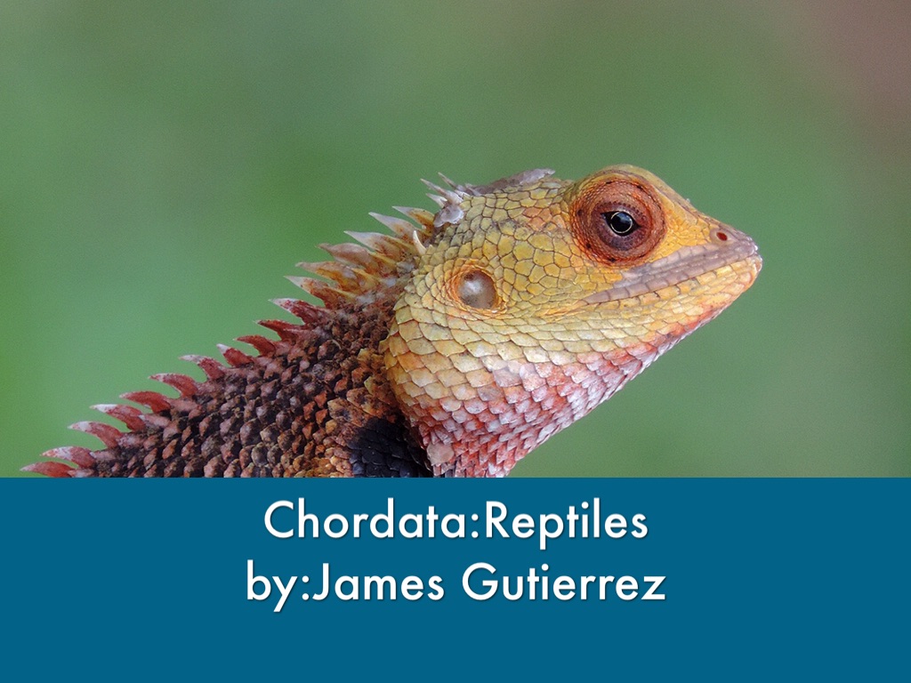 Copy of Copy of Chordata:Reptiles