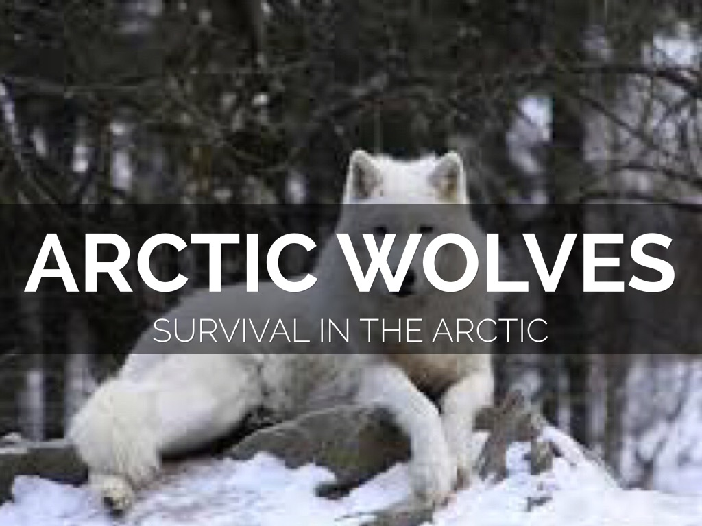 Arctic Wolves: Survival In The Arctic Circle
