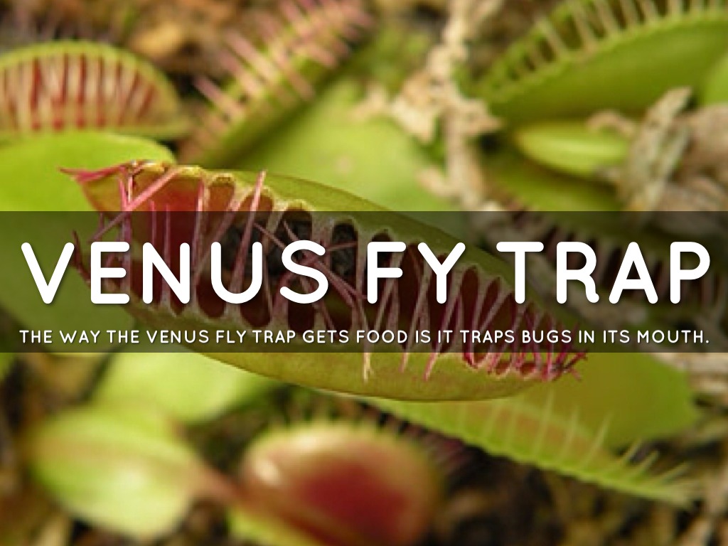 Venus Fly Traps