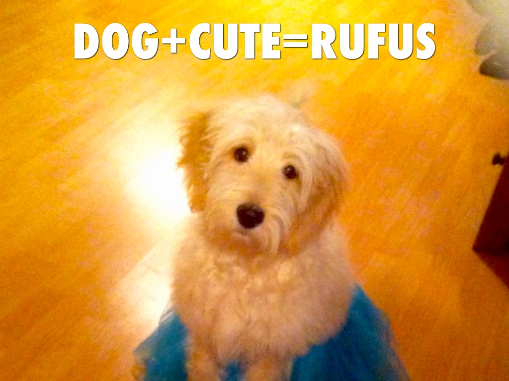 Dog+Cute=Rufus