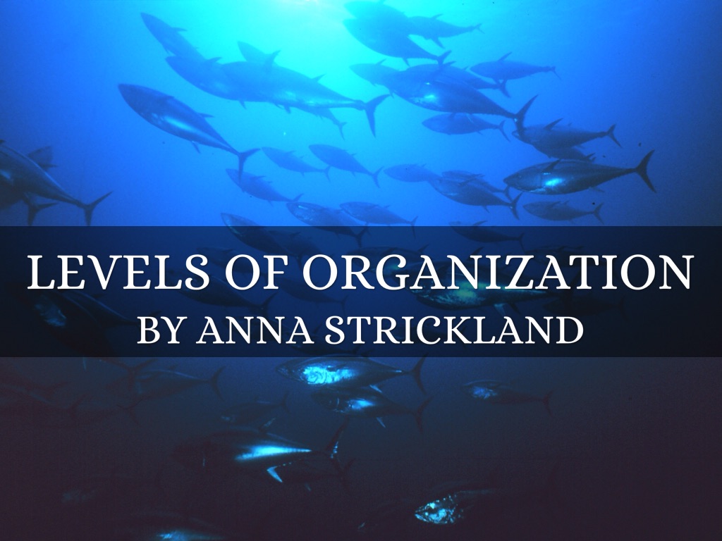Levels Of Organization