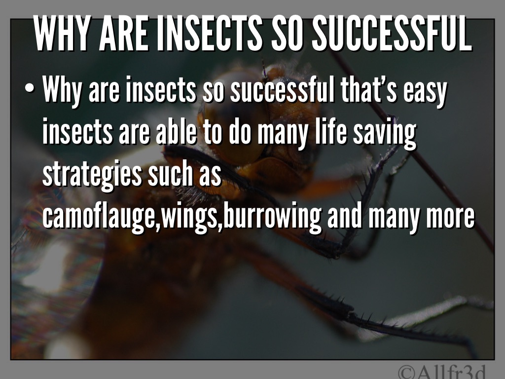 Why are insects so successful by Alex Williams