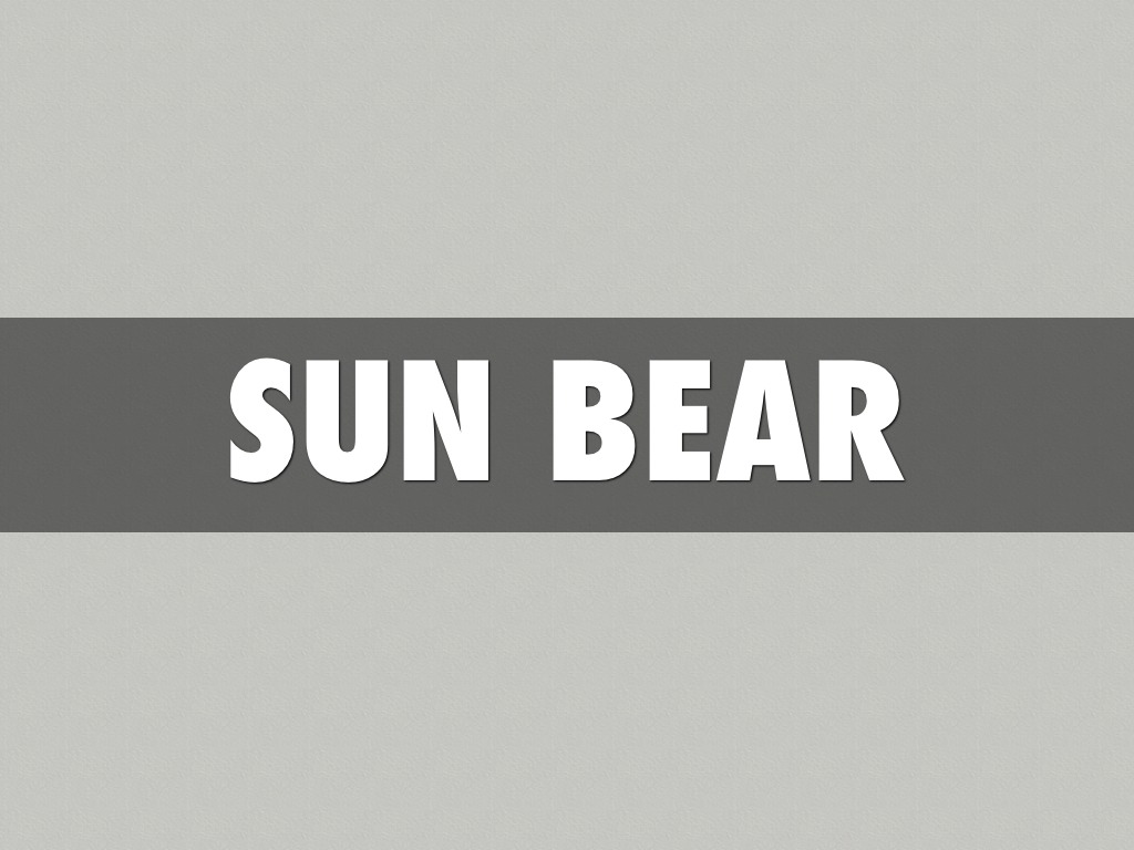 The Sun Bear
