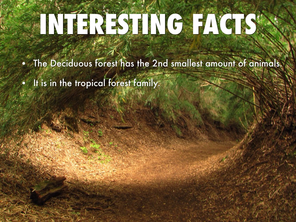 Deciduous Forest Biome Facts