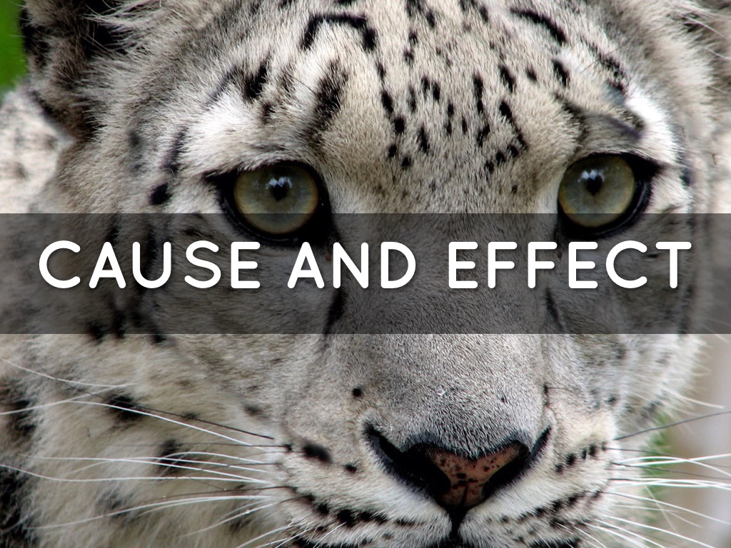 Cause And Effect