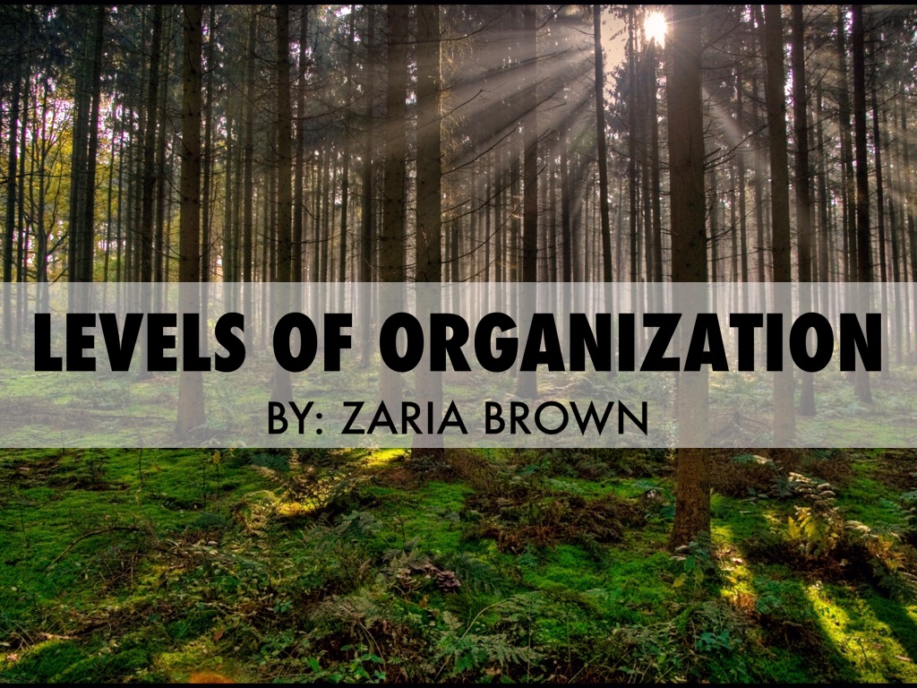 Levels Of Organization