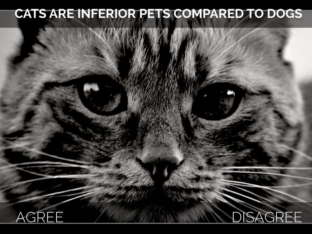 Animal Debates by Hannah Shipman