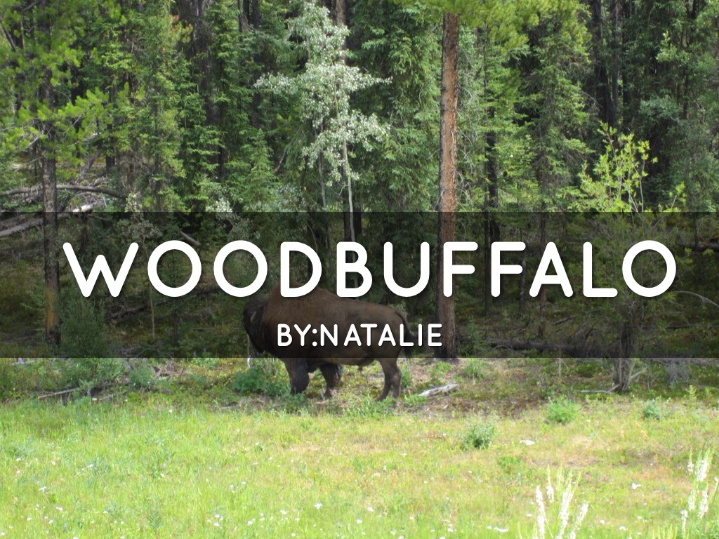 Copy of Natalie-Wood Buffalo