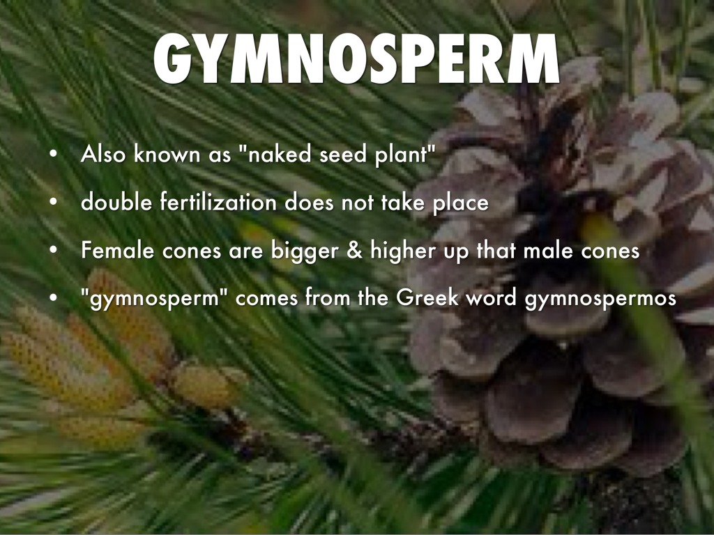 Biologyangio/gymnosperm by Raegan Price
