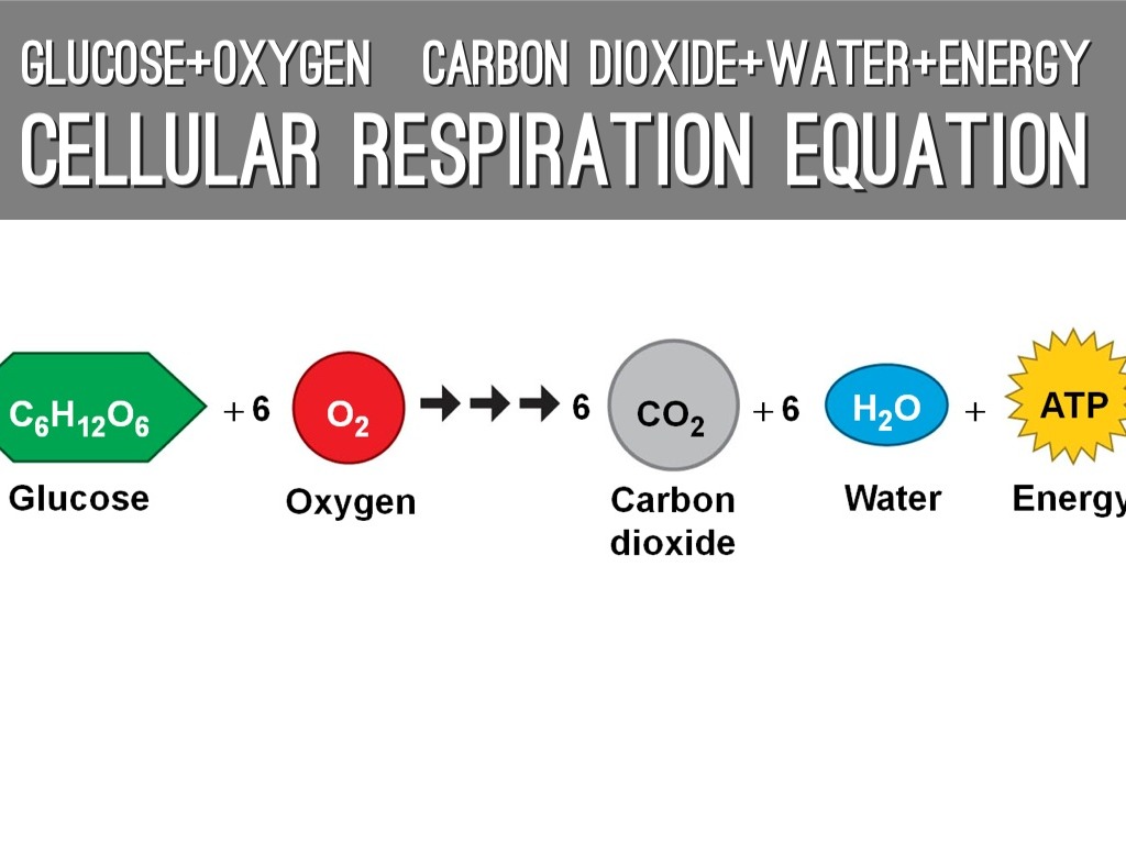 Photosynthesis Cellular Respiration Project By