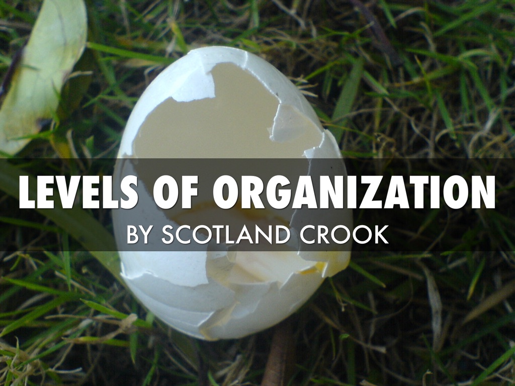 Levels Of Organization 