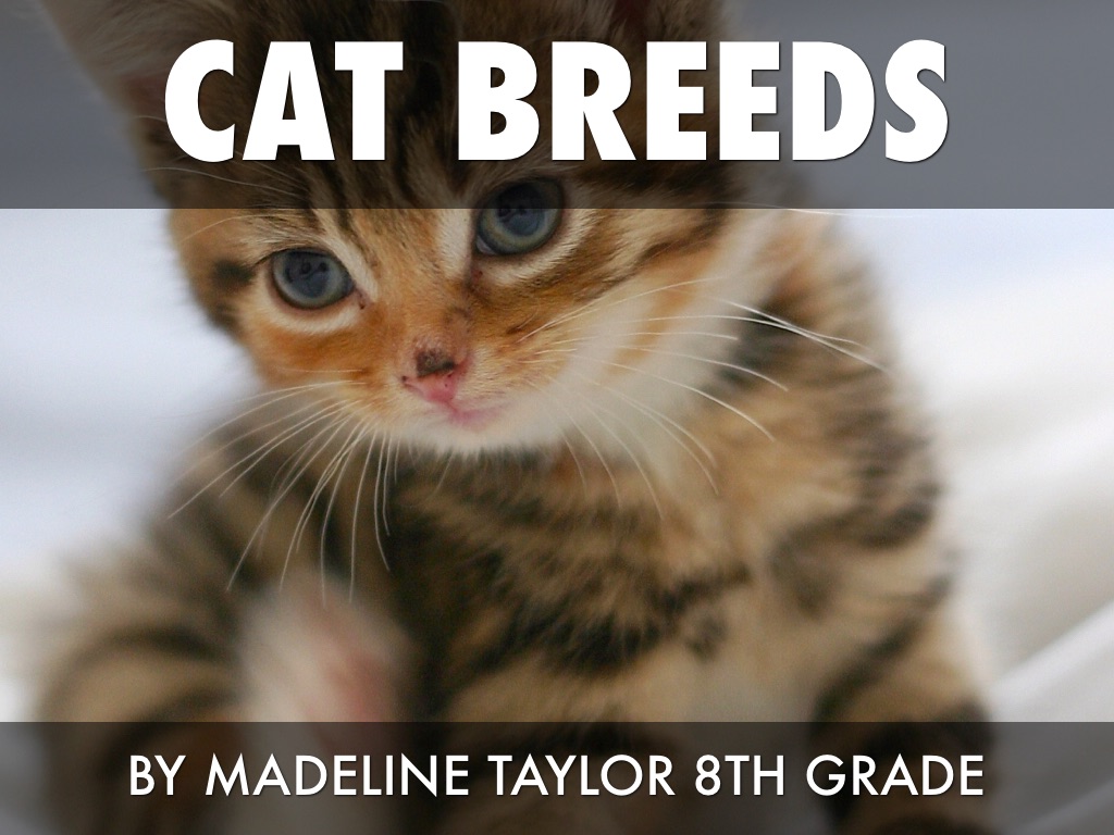 Cat Breeds