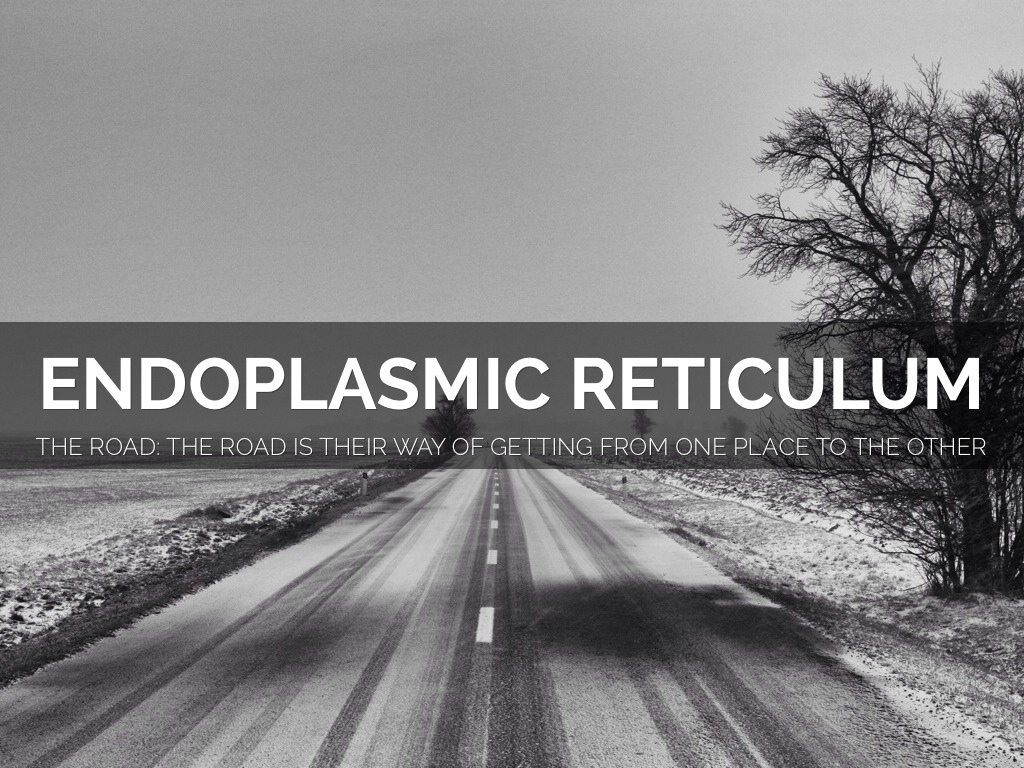 endoplasmic reticulum analogy