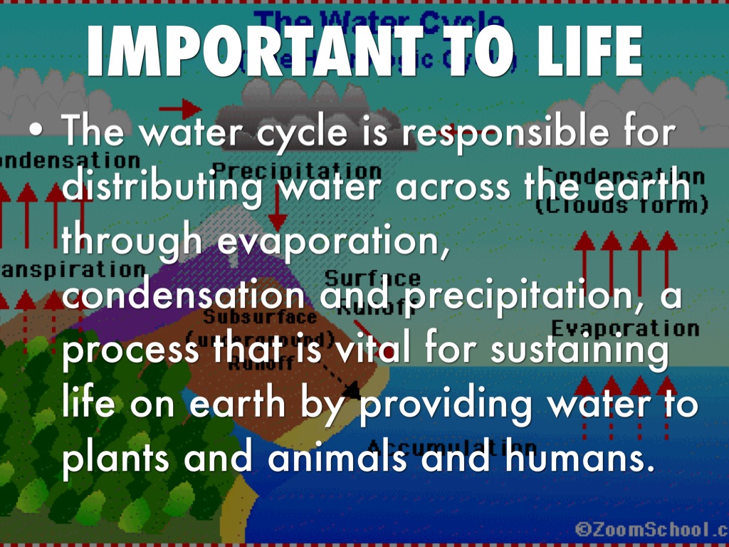 why is the water cycle important essay