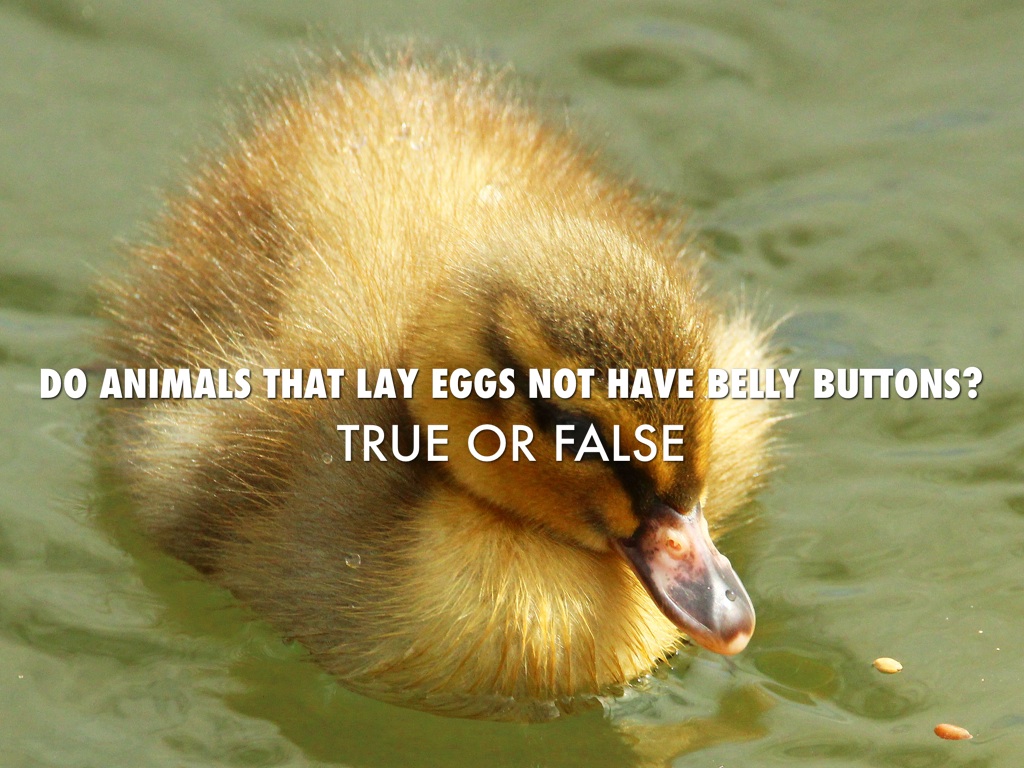 Do Animals Have Belly Buttons / Do Dogs Have Belly Buttons Daily Dog